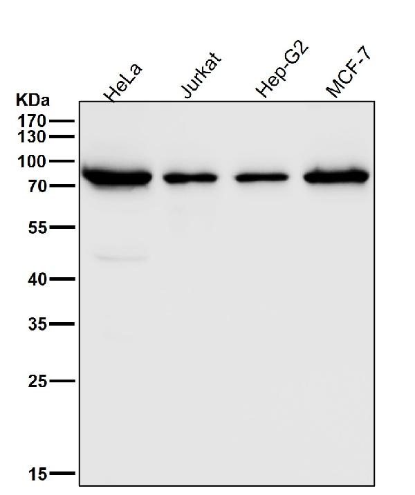 WB - Anti-ATG7/Apg7 Rabbit Monoclonal Antibody ABO13409